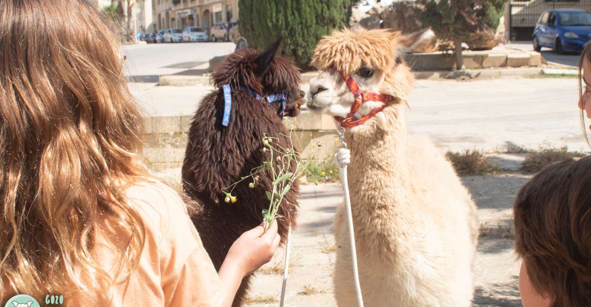 Gozo: Farm Visit With Alpaca Walk and Feeding - Just The Basics