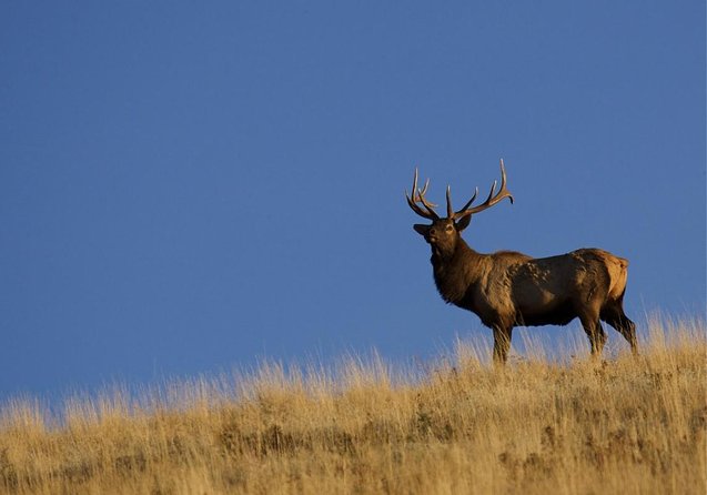 Grand Teton and National Elk Refuge Winter Wonderland Full Day Adventure - Just The Basics