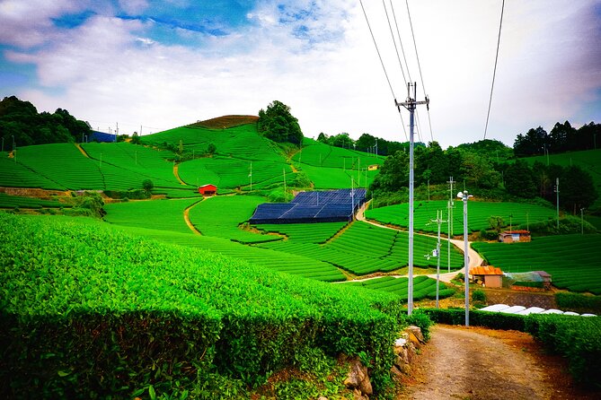 Green Tea Fields, Serene Beautiful Nature of Kyoto: Private Tour - Key Points