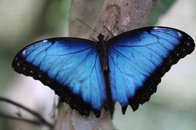 Guided Butterfly Conservatory Tour in Costa Rica - Key Points
