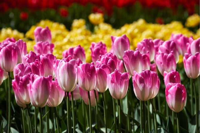 Guided Excursion to Keukenhof and Tulip Experience From Amsterdam - Logistics and Meeting Point Details