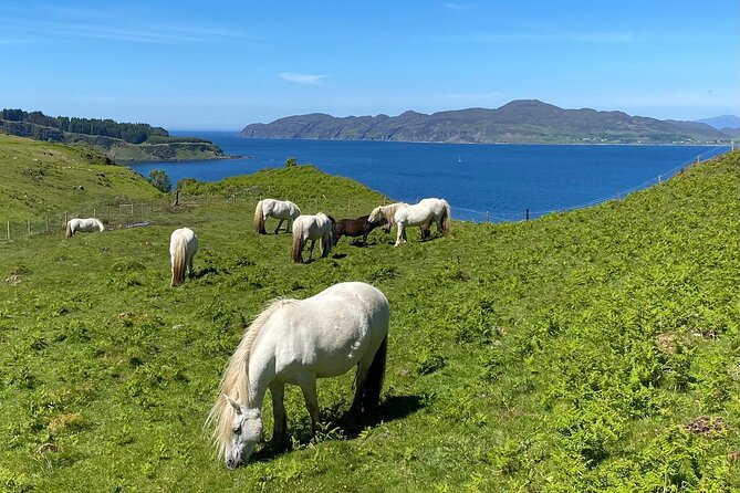 Guided Hebridean Farm Hike Near Tobermory, Isle of Mull, Scotland - Location Details