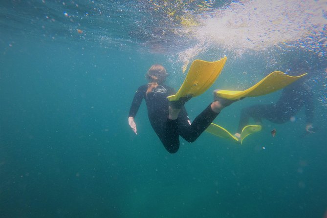Guided Snorkel Experience, Advanced - Key Points