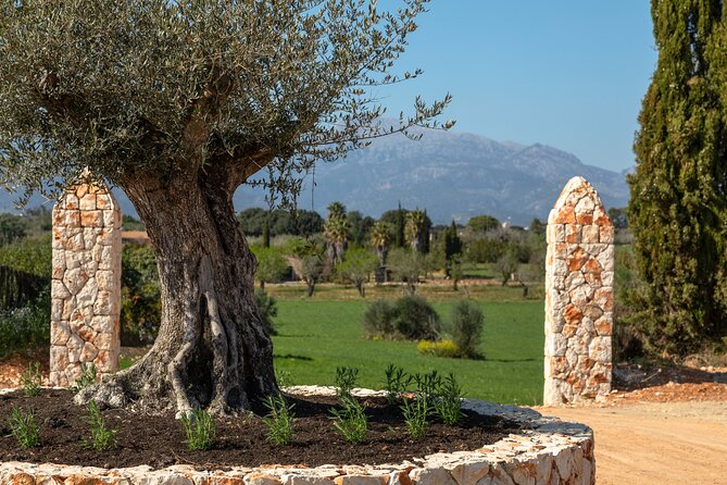 Guided Tour and Olive Oil Tasting in Mallorca - Booking Confirmation