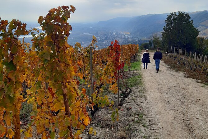 Guided Tour and Wine Tasting Northern Rhône Valley - Just The Basics
