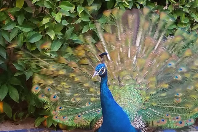 Guided Tour Sevilla Alcázar - Booking Details