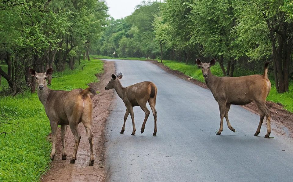 Gujarat: Devalia Park ( Devaliya ) Guided Jeep Safari - Activity Details