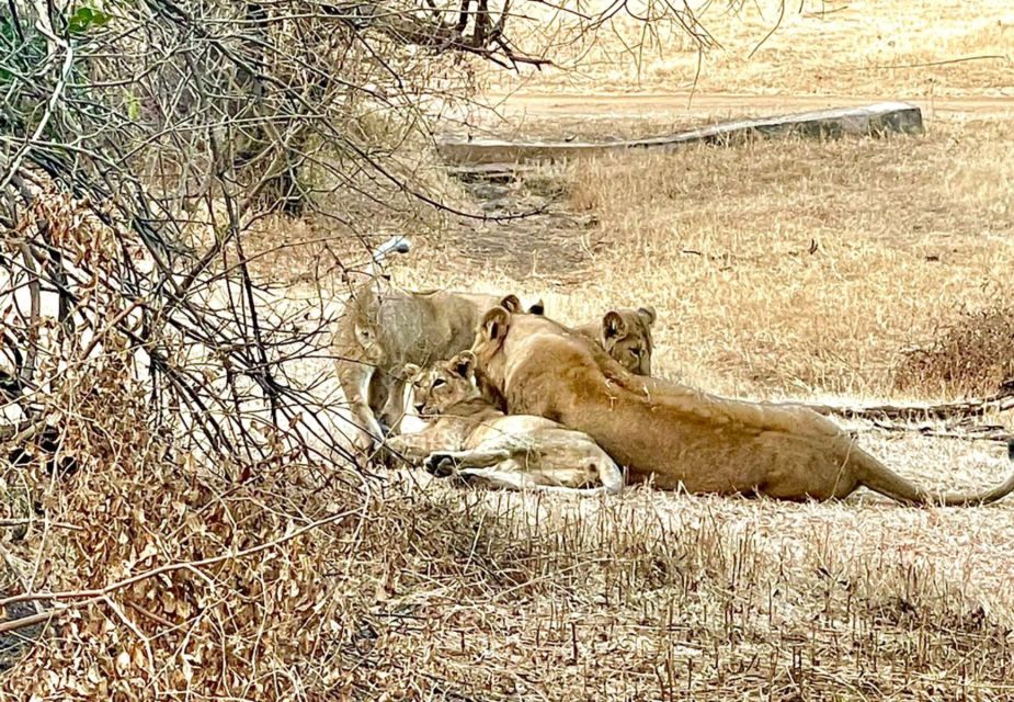 Gujarat: Gir National Park Guided Jeep Safari - Experience Highlights