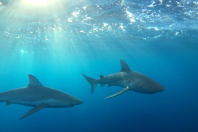 Haleiwa Small-Group Shark Dive Tour  - Oahu - Key Points