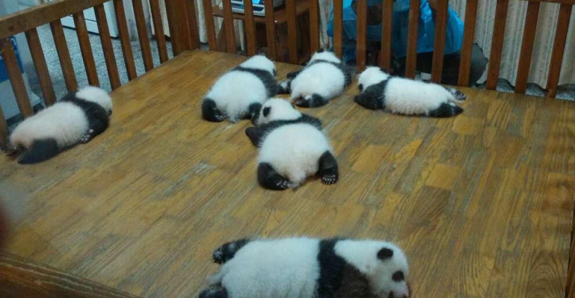 Half Day Amazing Chengdu Panda Base Trip - Just The Basics