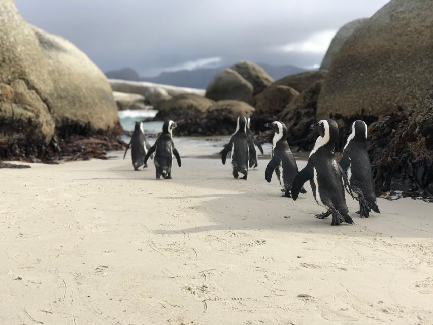 Half Day Boulders Beach and Penguin Encounter - Key Points