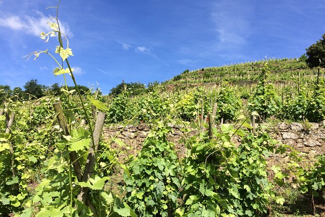Half-Day Cotes Du Rhone Private Wine Tour From Lyon - Key Points