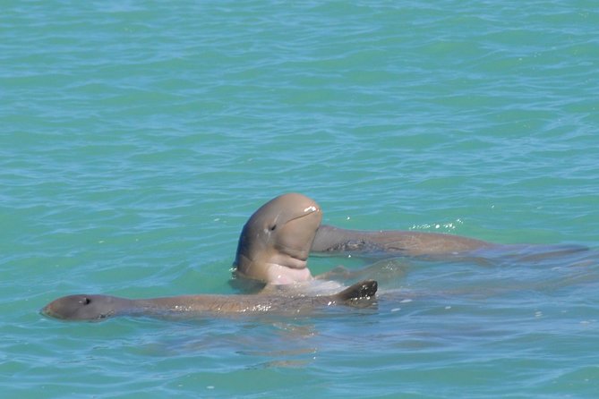 Half-Day Eco Cruise to Spot Snubfin Dolphins, Dugongs and More (Mar ) - Just The Basics