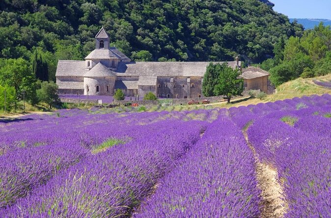 Half-Day Excursion to the Lavender Fields From Avignon - Key Points