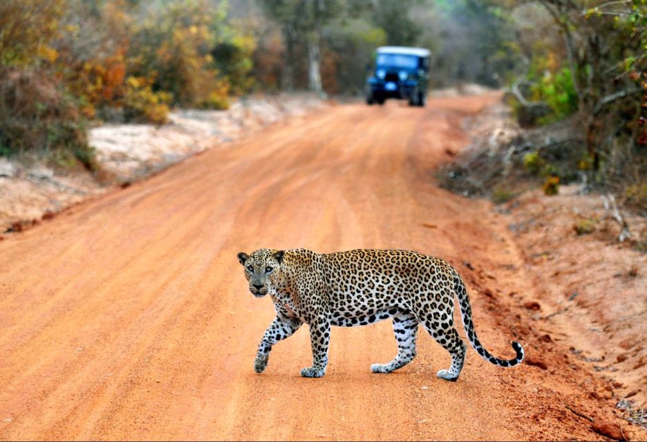 Half Day in Yala Safari - Key Points