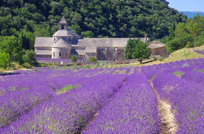 Half Day Lavender Road in Sault From Avignon - Key Points