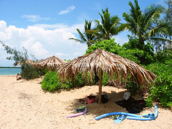 Half Day Low Isles Snorkelling Tour From Port Douglas - Just The Basics