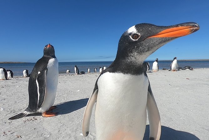 Half-Day Small-Group Penguin-Watching Tour, Falkland Islands - Key Points
