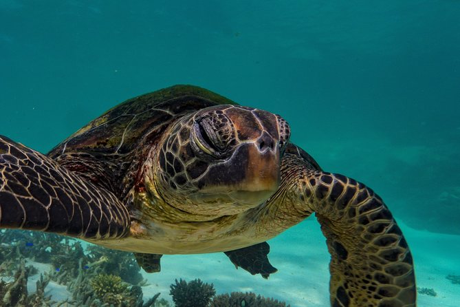 Half Day Snorkel 2.5hr Turtle Tour on the Ningaloo Reef, Exmouth - Just The Basics