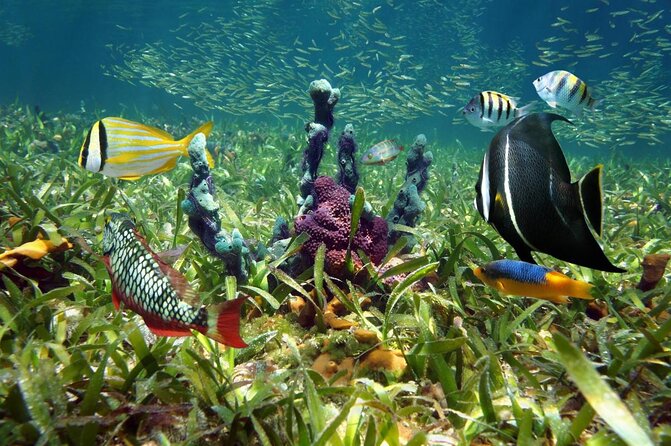 Half Day Snorkel Trip on Reefs in the Florida Keys - Just The Basics