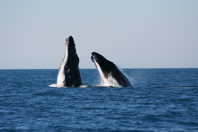 Half-Day Whale Watching Sunset Cruise From Broome - Key Points