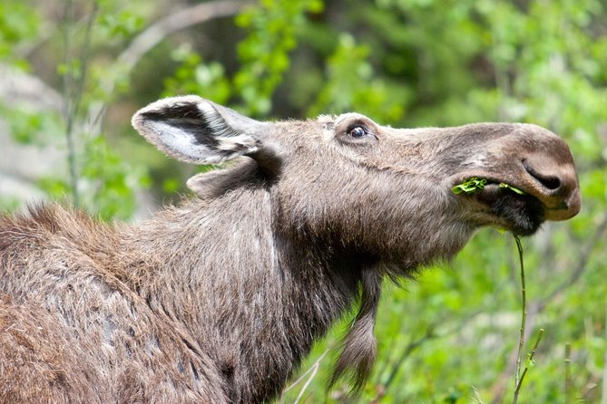 Half-Day Wildlife Safari Tour in Grand Teton National Park - Booking and Cancellation Policies