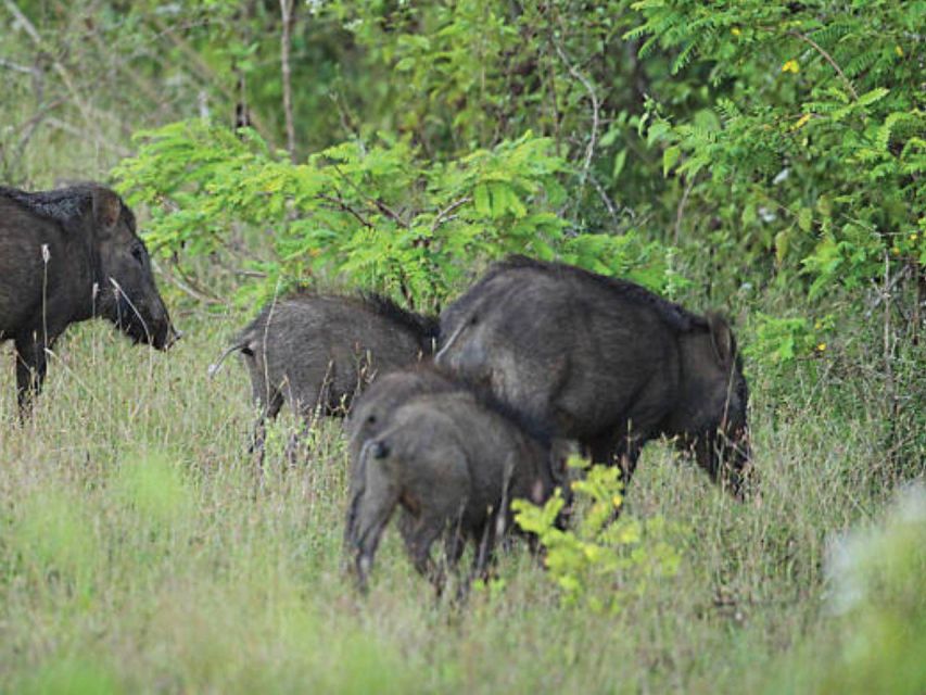 Hambantota Harbor: Safari at Lunugamvehera National Park - Key Points