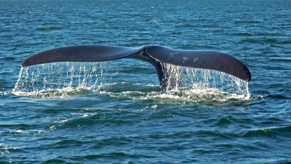 Hermanus: Boat Based Whale Watching Experience - Activity Highlights