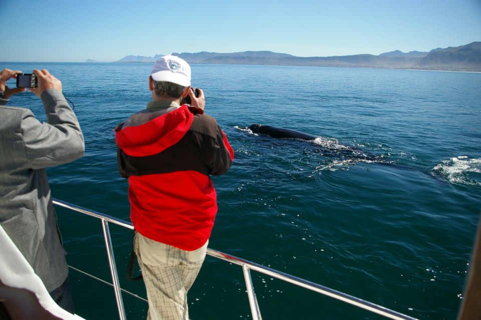 Hermanus: Whale and Dolphin Watching Boat Trip - Booking Details