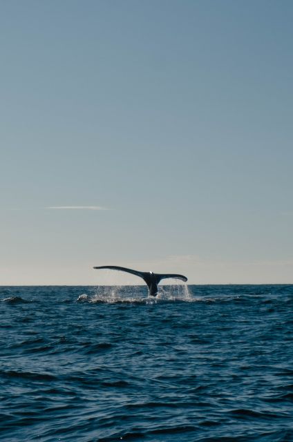 Hermanus Whale Watching Day Tour