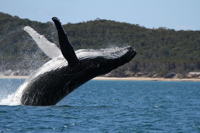 Hervey Bay Ultimate Whale Watching Cruise - Just The Basics