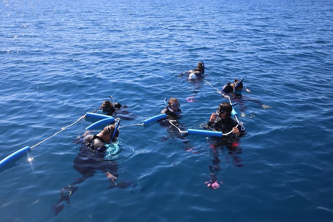 Hervey Bay Whale Swim and Watch - Just The Basics