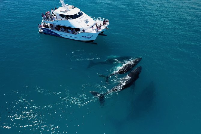 Hervey Bay Whale Watching Experience - Just The Basics