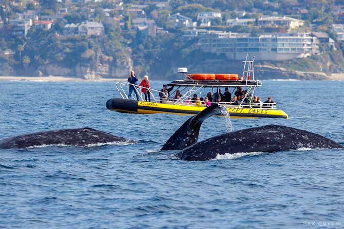 High Speed Zodiac Whale Watching Safari From Dana Point - Just The Basics
