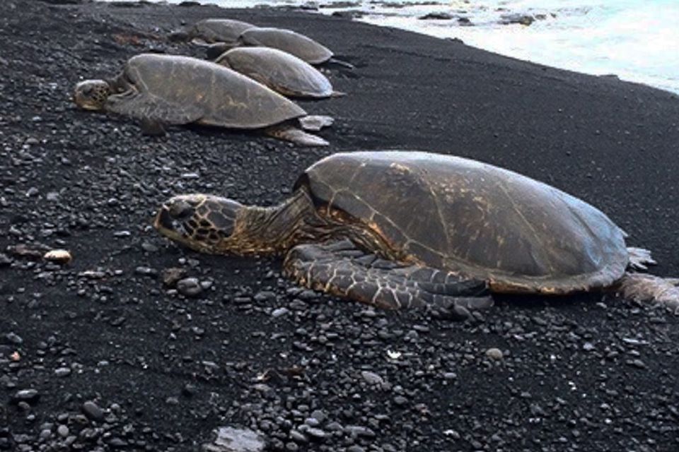 Hilo: Sea Turtle Lagoon and Black Sand Beach Snorkel - Key Points