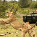 hluhluwe imfolozi game reserve 2 day big 5 tour from durban Hluhluwe Imfolozi Game Reserve 2 Day Big 5 Tour From Durban
