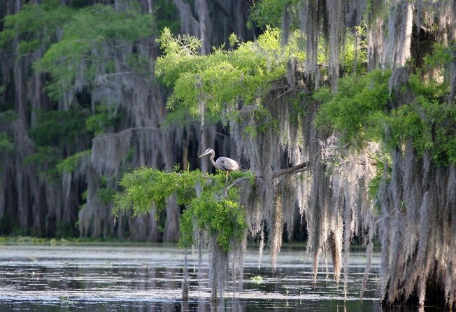 Honey Island Swamp Boat Tour With Transportation From New Orleans - Just The Basics