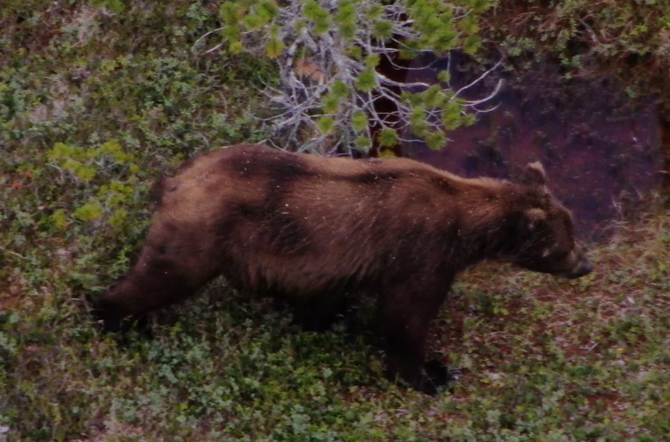 Hoonah: Icy Strait Whale Watch With Drone Filmography - Key Points