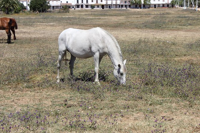 Horseback Riding Experience in Aljarafe, Doñana Park From Seville - Pricing and Booking Details
