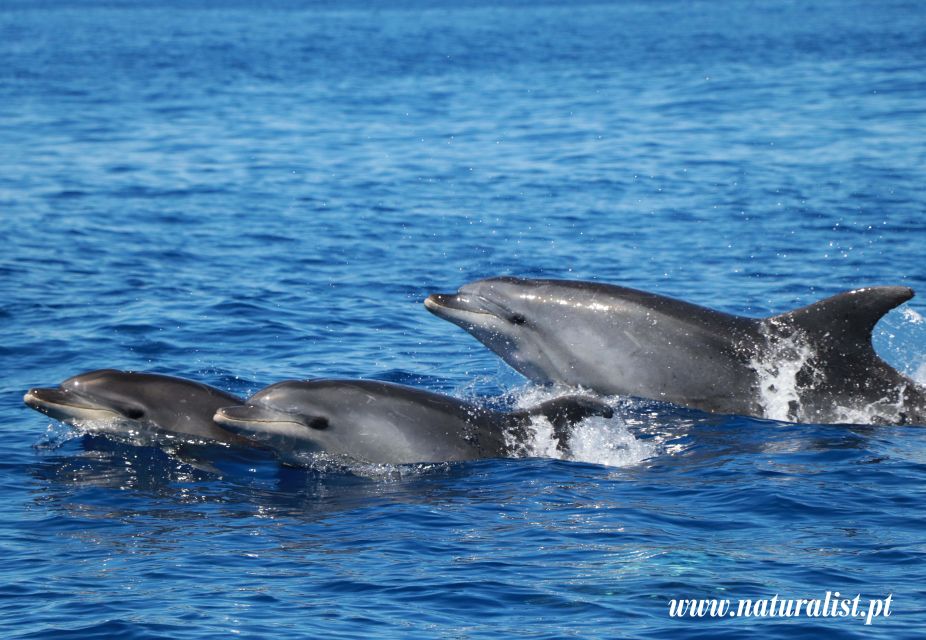 Horta: Whale and Dolphin Watching Expedition - Key Points