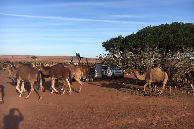 Hot Air Balloon Flight Over Marrakech With Berber Breakfast - Key Points