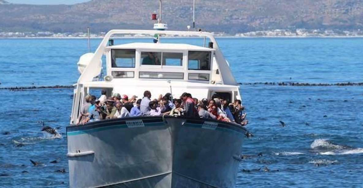 Hout Bay: Duiker Island Seal Colony Cruise - Key Points