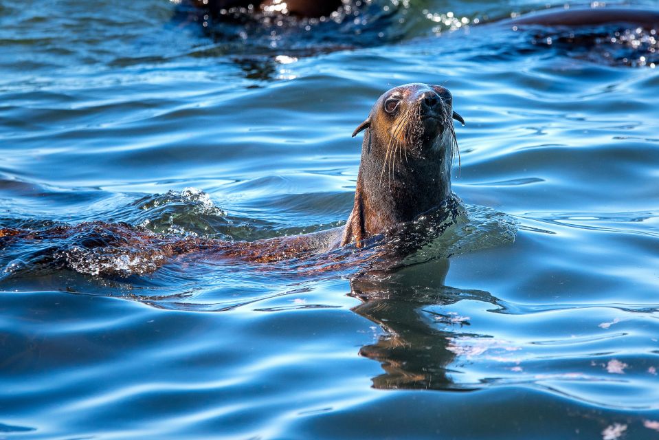 Hout Bay: Seal Snorkeling Experience - Just The Basics