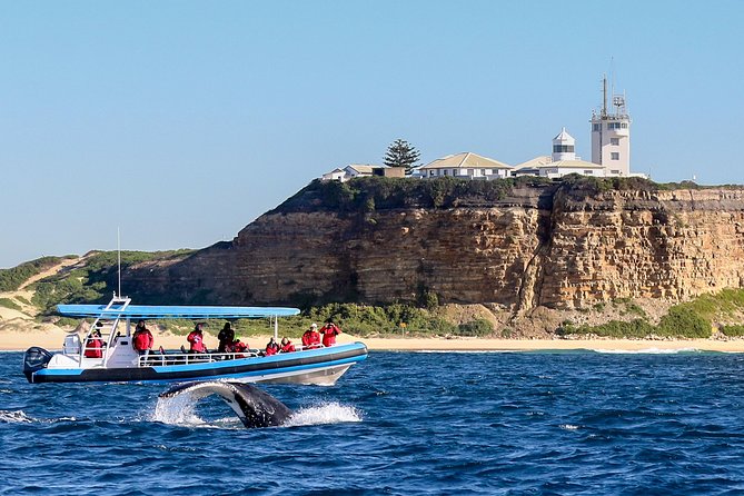 Humpback Whale Encounter Tour From Newcastle - Just The Basics