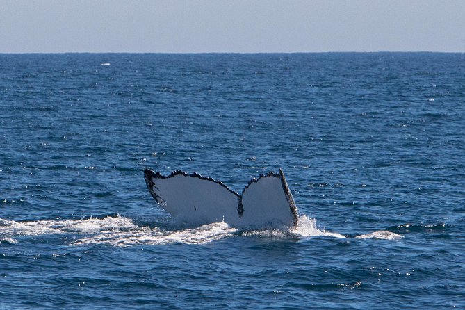 Humpback Whale Safari - Key Points