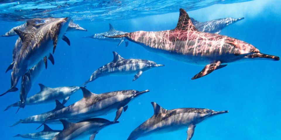 Hurghada: Dolphin Watching Private Yacht & Island Tour - Key Points