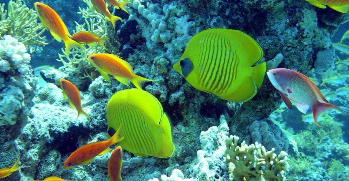 Hurghada: Full-Day Scuba Diving Discovery - Key Points