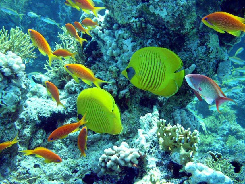 Hurghada: Full-Day Scuba Diving Discovery - Key Points