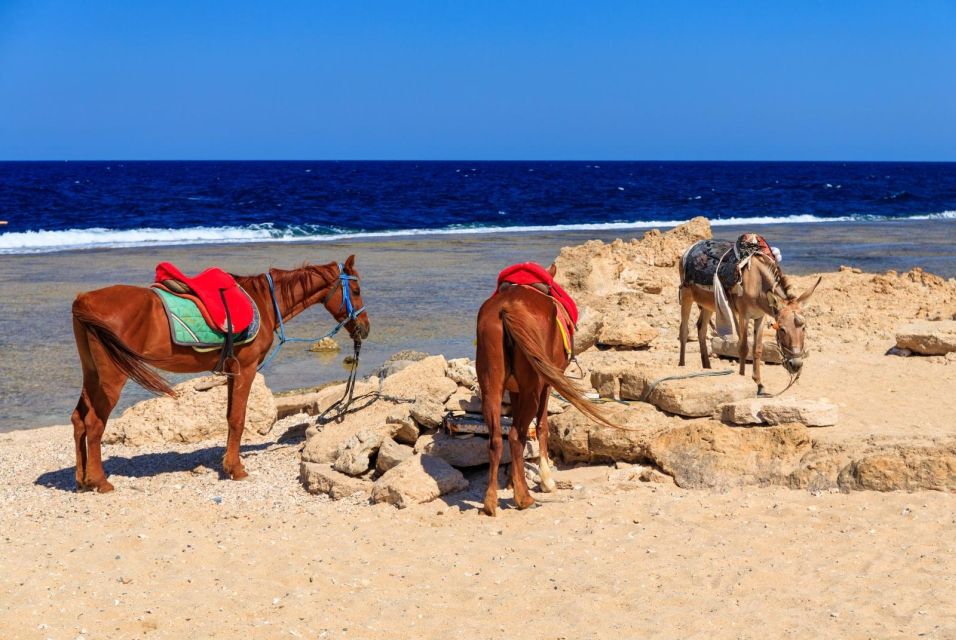 Hurghada: Horse Ride Along the Sea & Desert With Transfers - Key Points