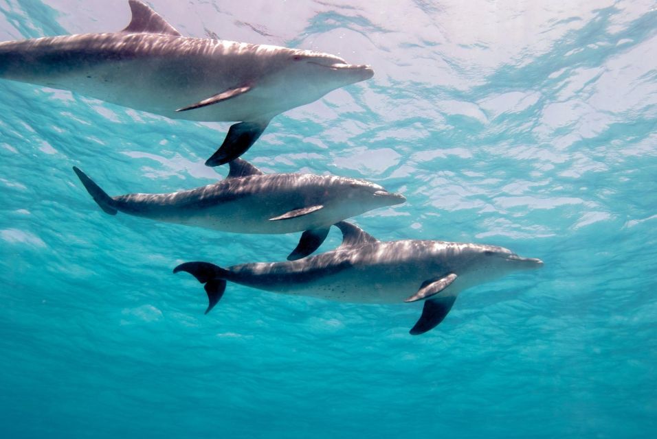 Hurghada: Orange Island & Dolphin Watching Snorkeling Trip - Key Points